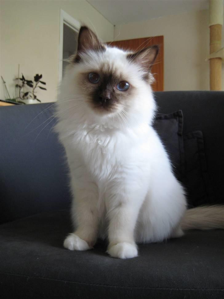 Hellig Birma DK Quanti´s Düchess billede 3