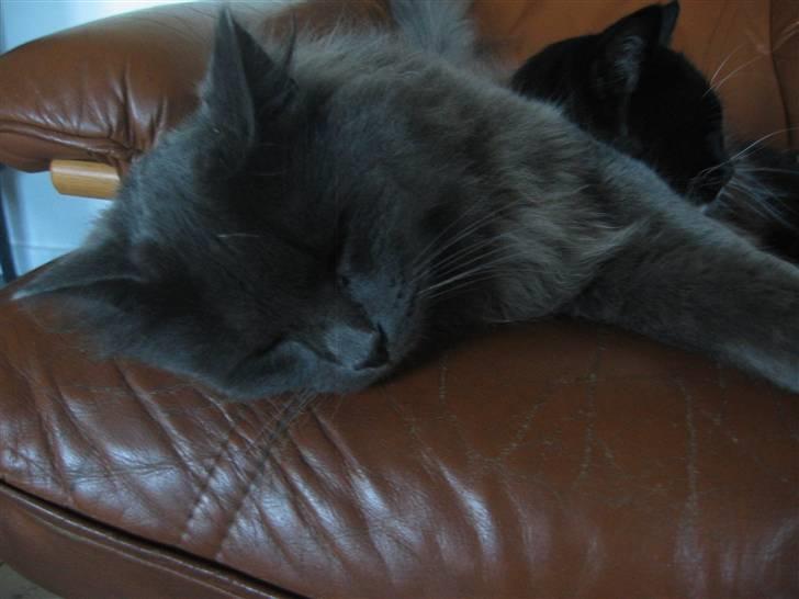 Norsk Skovkat Ejnar - Balou sover billede 3