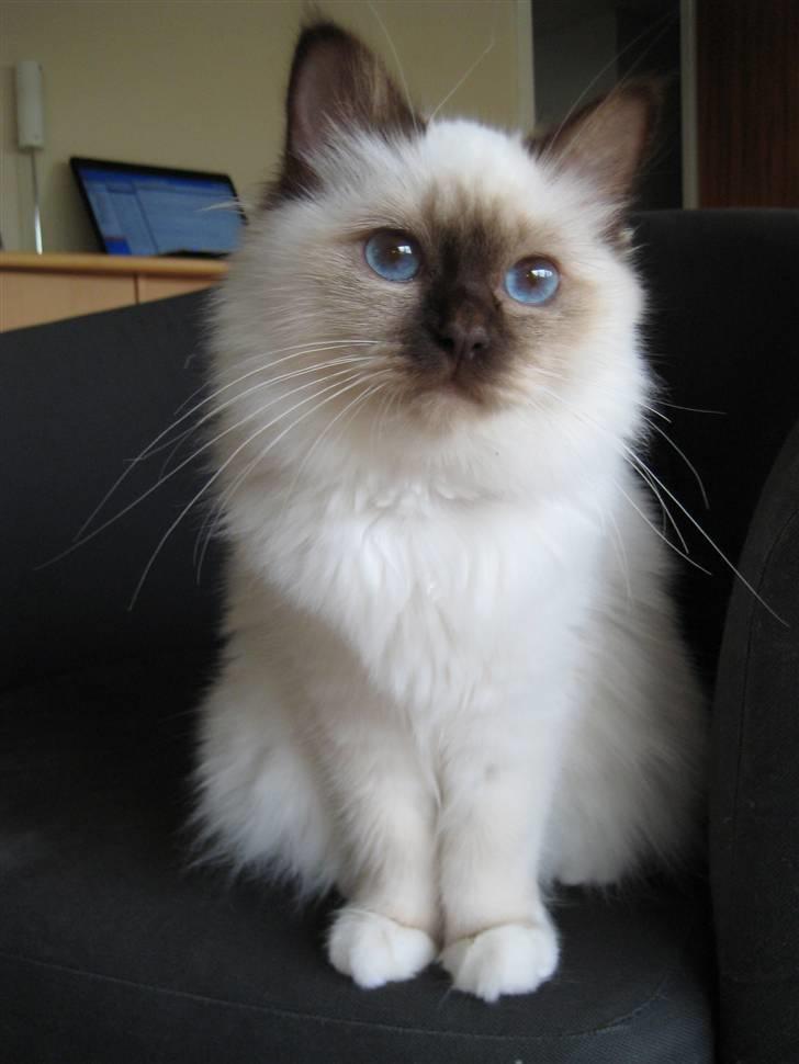 Hellig Birma DK Quanti´s Düchess billede 4