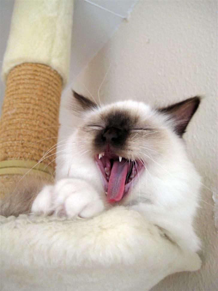 Hellig Birma DK Quanti´s Düchess billede 5