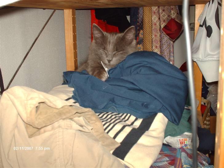 Norsk Skovkat Ejnar - balou ligger i peters tøj .. billede 5