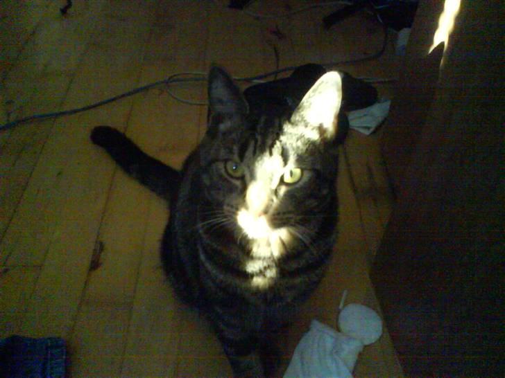 Huskat Bella billede 11