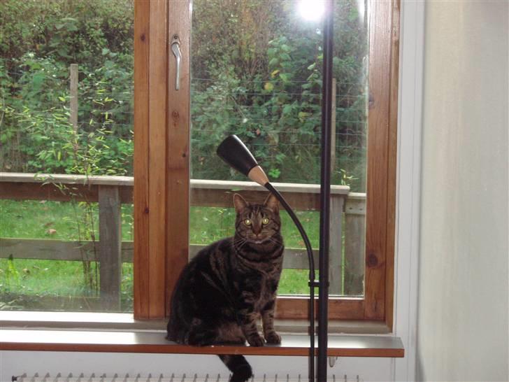 Huskat Bella billede 12