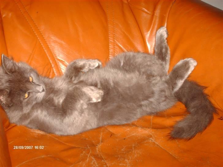 Norsk Skovkat Ejnar - balou ligger i stolen og chiller .. hehe billede 6