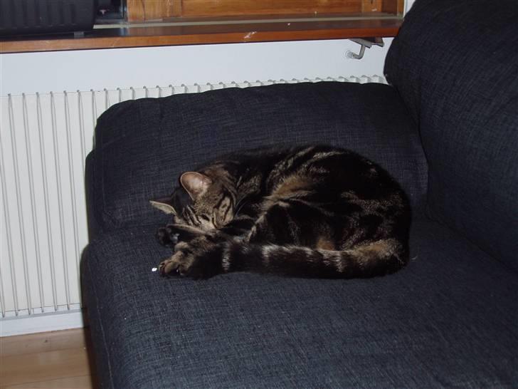 Huskat Bella billede 13