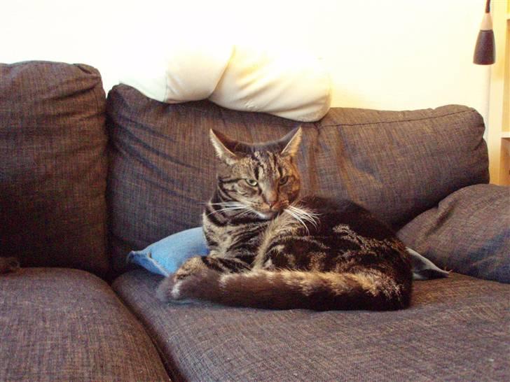 Huskat Bella billede 14