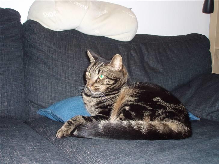 Huskat Bella billede 15