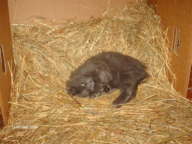 Norsk Skovkat Ejnar - Balou som killing, nogle dage efter at været kommet hjem fra sverige..  billede 7