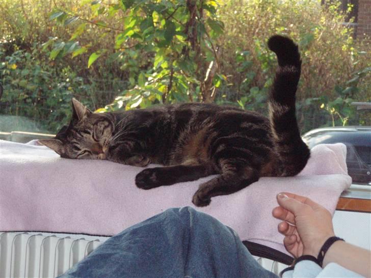 Huskat Bella billede 16