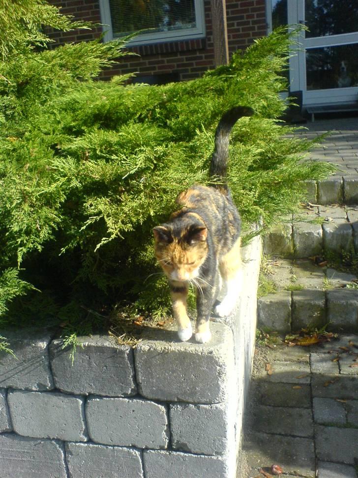 Huskat ~ Miv <3. ~ væk. - Du er så skøn. :D billede 2