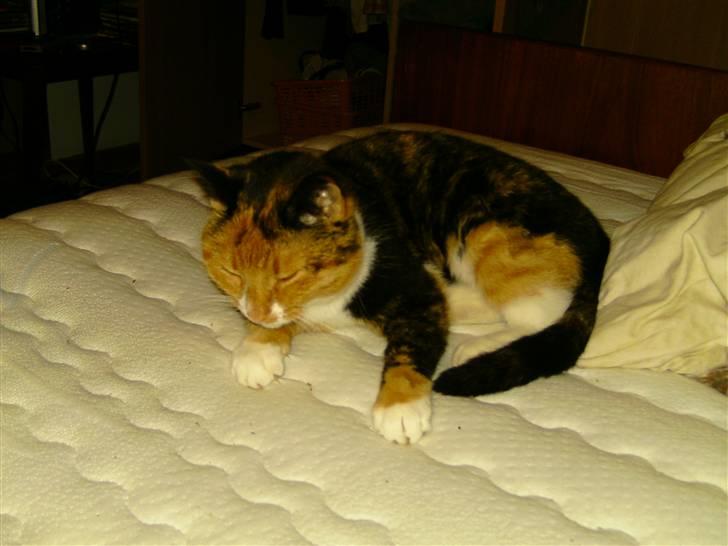 Huskat ~ Miv <3. ~ væk. - Her kan man rigtig se alle hendes dejlige farver. d: billede 3