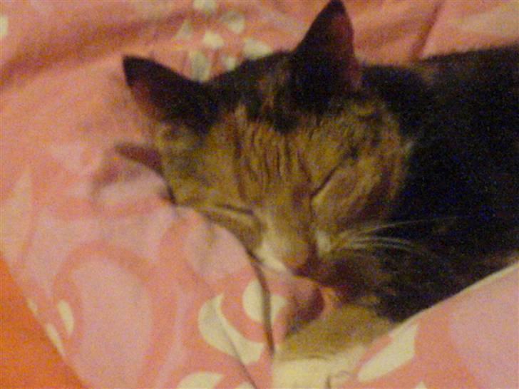 Huskat ~ Miv <3. ~ væk. - Hun gasser dig rigtigt. d; <3. billede 4