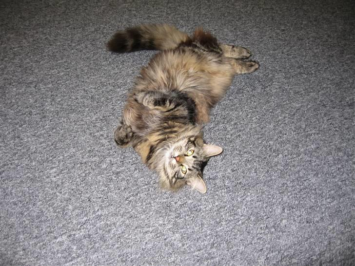 Blanding af racer Simba  Harboe - Ahhh, det bare skønt at være misse kat. billede 6