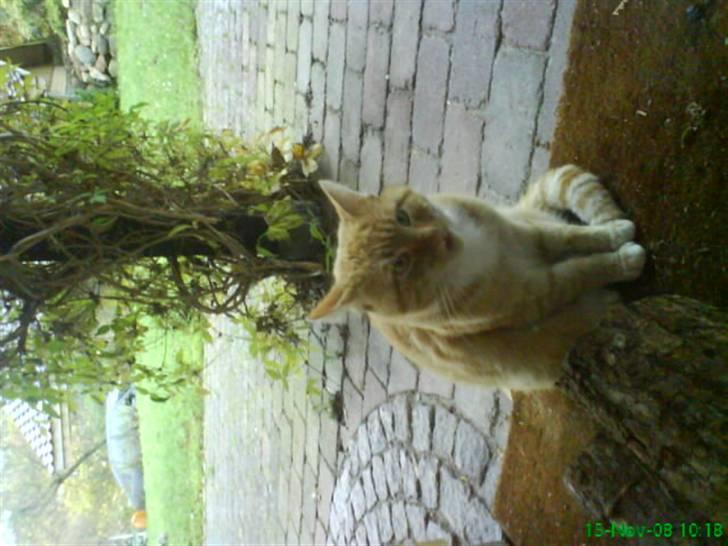 Huskat simba billede 10