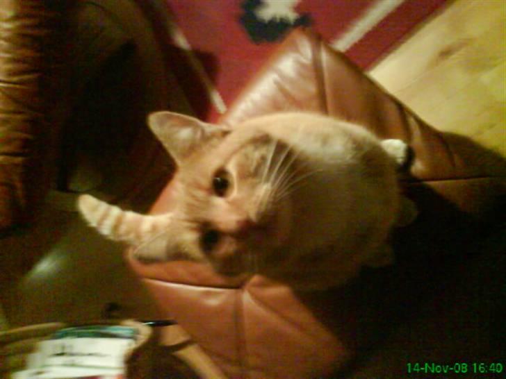 Huskat simba billede 11