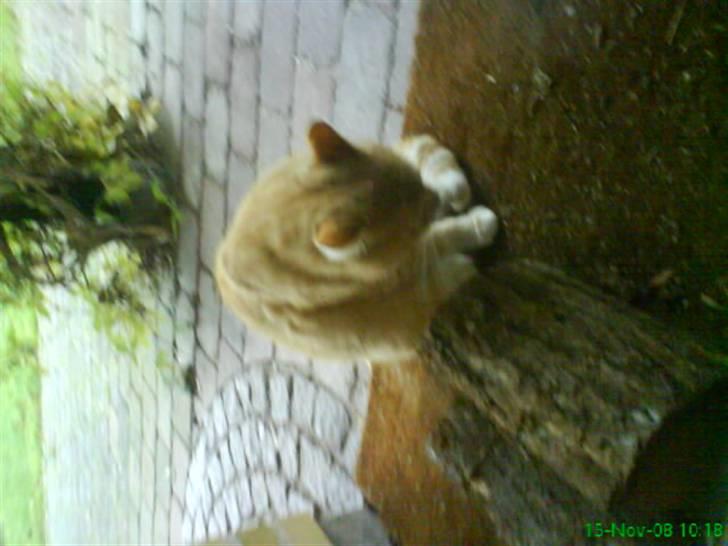 Huskat simba billede 12