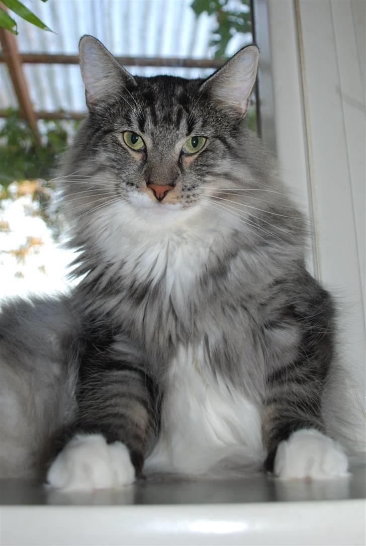 Norsk Skovkat Cayica's Kestejoo Ahote billede 2