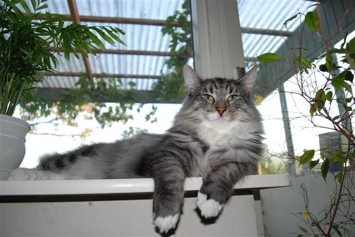 Norsk Skovkat Cayica's Kestejoo Ahote billede 1