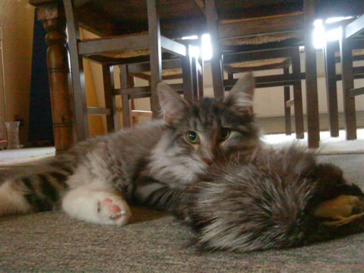 Norsk Skovkat Cayica's Kestejoo Ahote billede 3