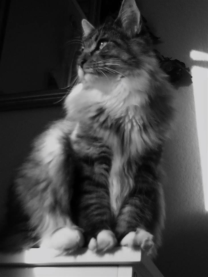 Norsk Skovkat Cayica's Kestejoo Ahote billede 4