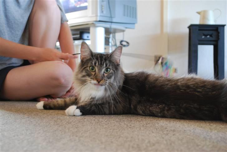 Norsk Skovkat Cayica's Kestejoo Ahote billede 5