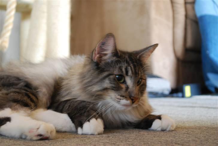 Norsk Skovkat Cayica's Kestejoo Ahote billede 6