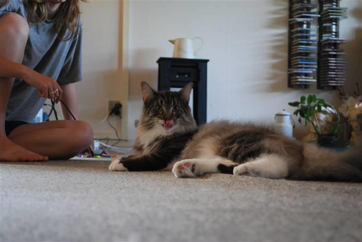 Norsk Skovkat Cayica's Kestejoo Ahote billede 7