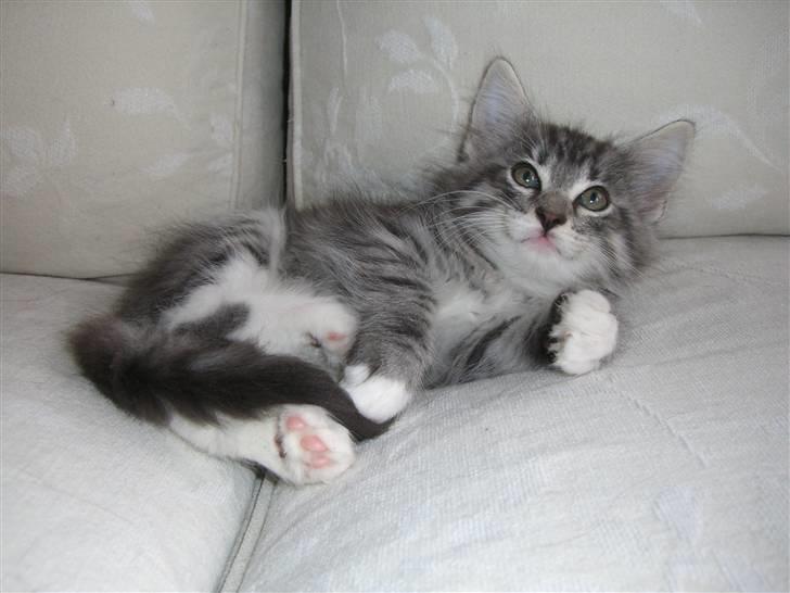 Norsk Skovkat Cayica's Kestejoo Ahote billede 9