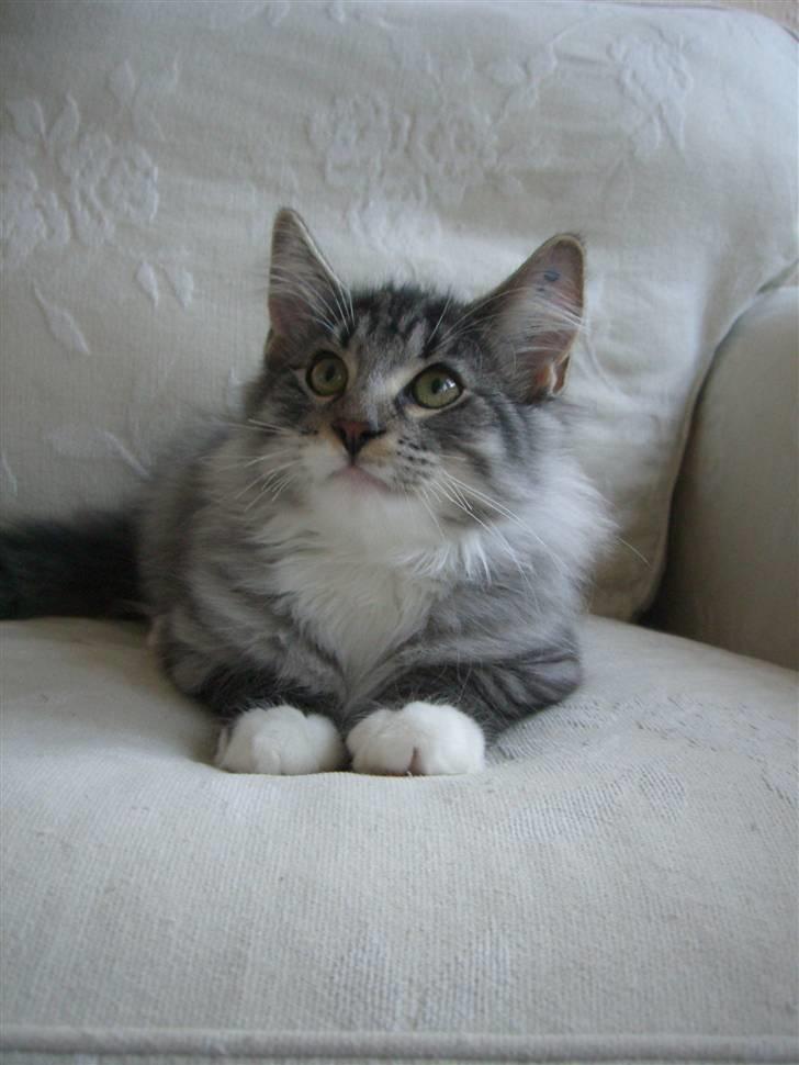 Norsk Skovkat Cayica's Kestejoo Ahote billede 10