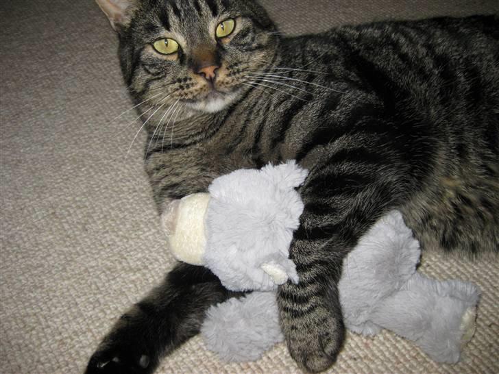 Huskat buller billede 2