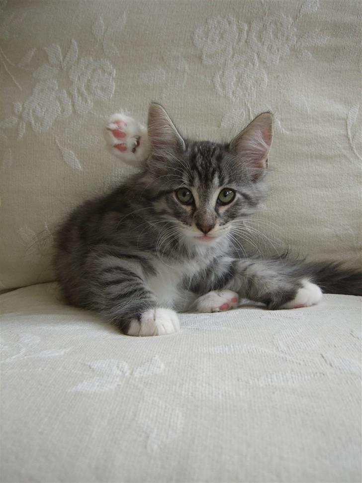 Norsk Skovkat Cayica's Kestejoo Ahote billede 11