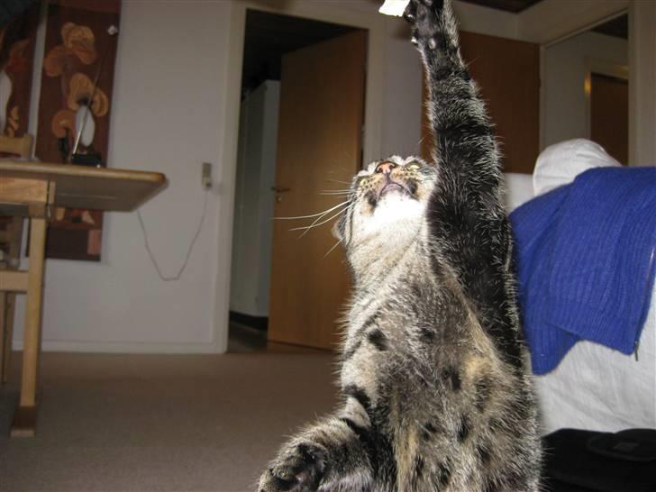 Huskat buller - giv mig den billede 3