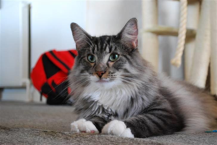 Norsk Skovkat Cayica's Kestejoo Ahote billede 12