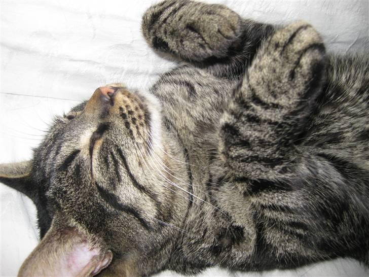 Huskat buller billede 1