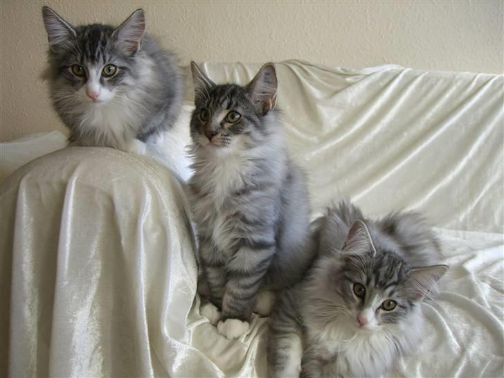 Norsk Skovkat Cayica's Kestejoo Ahote billede 13