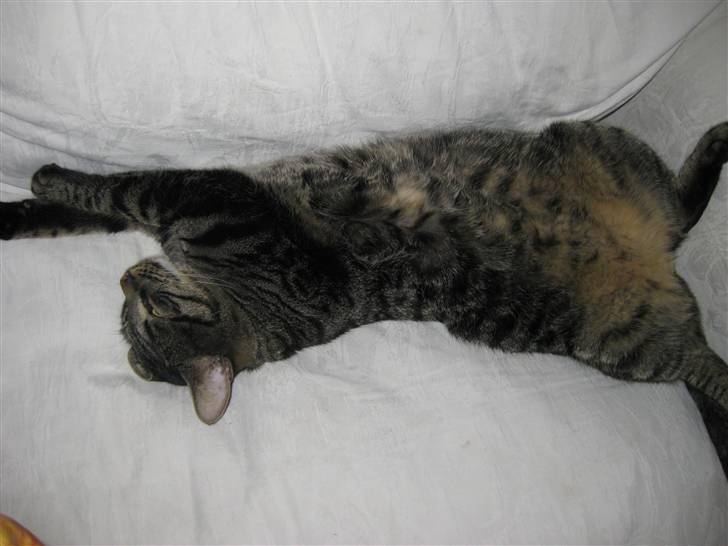 Huskat buller billede 4