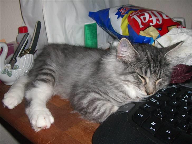 Norsk Skovkat Cayica's Kestejoo Ahote billede 14