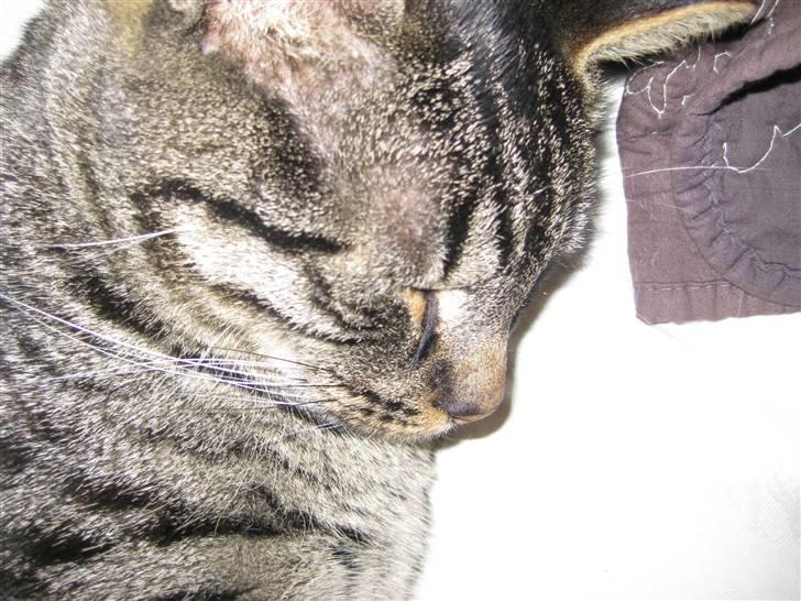 Huskat buller billede 5