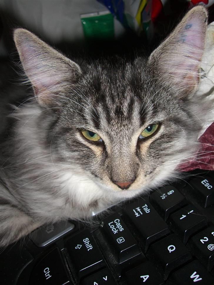 Norsk Skovkat Cayica's Kestejoo Ahote billede 15