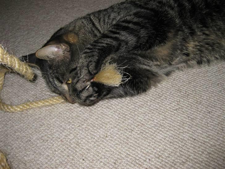 Huskat buller billede 6