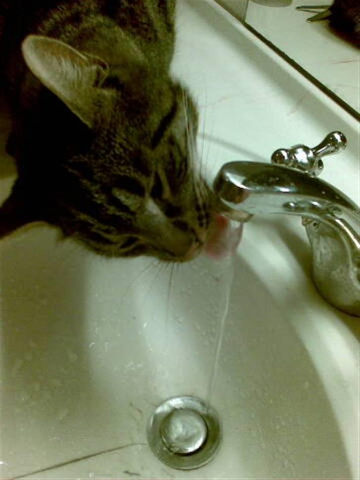 Huskat buller - jeg er bare så tørstig  billede 7