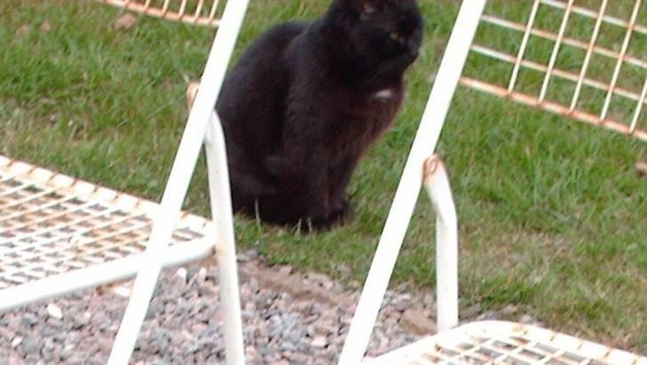 Blanding af racer Sorte *Død* - Sorte <3 billede 1