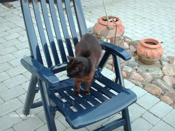 Blanding af racer Sorte *Død* - Sorte sidder en sommer formiddag på vores taresse stol. :D billede 2