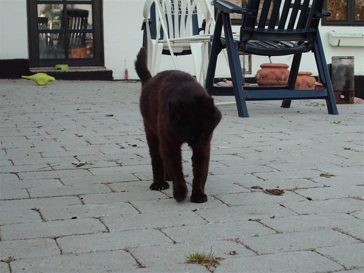 Blanding af racer Sorte *Død* - nårh, han komme når man kalder .. jeg elsker den mis .. <3 billede 3