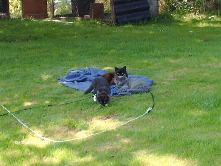 Blanding af racer Sorte *Død* - her ligger Cosmo, Balou & Sorte  billede 4