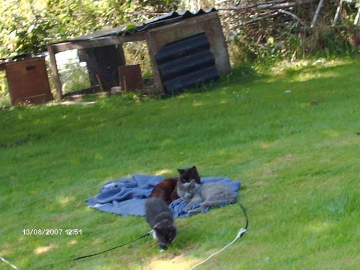 Blanding af racer Sorte *Død* - de ligger rigtig og hygger sig :D<3 billede 5