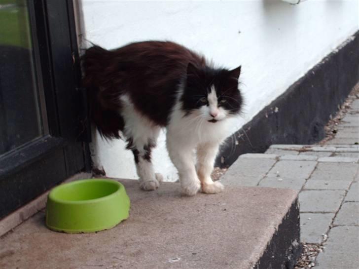 Blanding af racer Pjuske *Død* - pjuske <3 ILU  billede 1