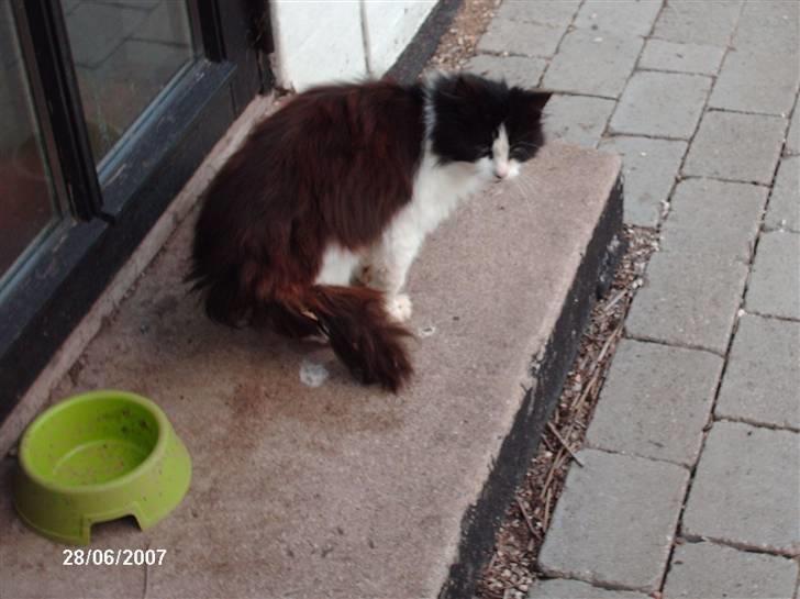 Blanding af racer Pjuske *Død* - Pjuske venter på mad :D billede 2