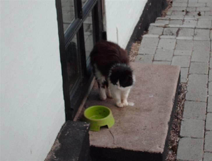 Blanding af racer Pjuske *Død* - Pjuske igen <3  billede 3