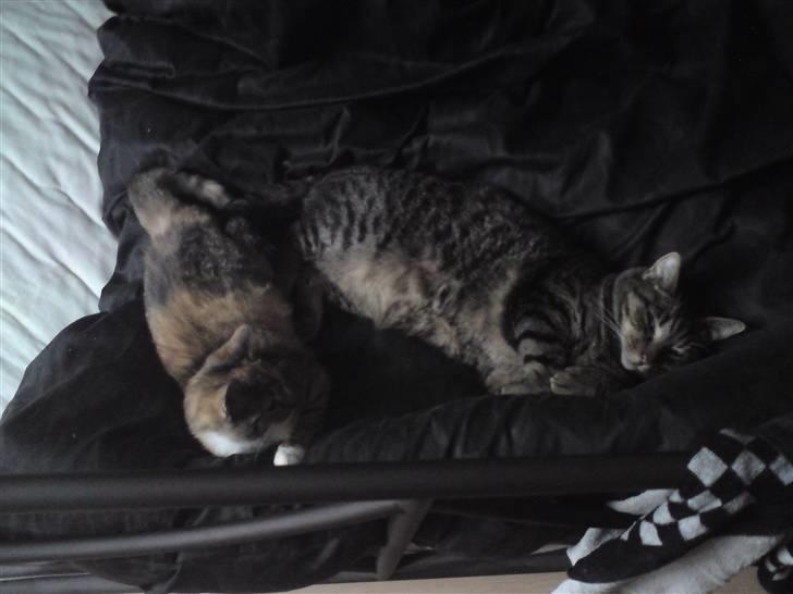 Blanding af racer Danny Boy billede 8